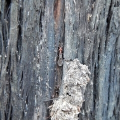 Papyrius nitidus (Shining Coconut Ant) at Point 4598 - 19 Jul 2018 by CathB