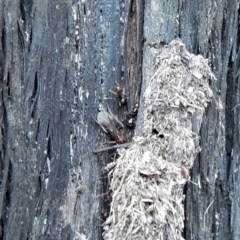 Papyrius nitidus at Point 4598 - suppressed