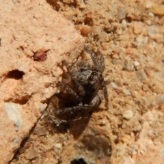 Salticidae (family) (Unidentified Jumping spider) at Cook, ACT - 18 Jul 2018 by CathB