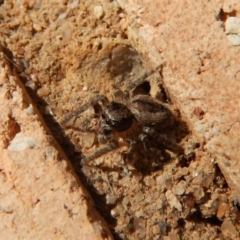 Salticidae (family) at Cook, ACT - 18 Jul 2018