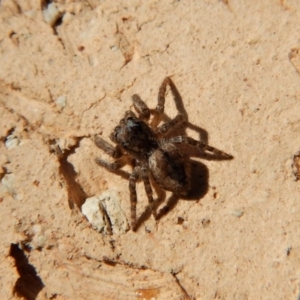 Salticidae (family) at Cook, ACT - 18 Jul 2018