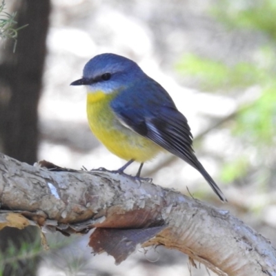 Eopsaltria australis (Eastern Yellow Robin) at Acton, ACT - 19 Jul 2018 by RodDeb