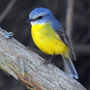 Eopsaltria australis at Acton, ACT - 19 Jul 2018