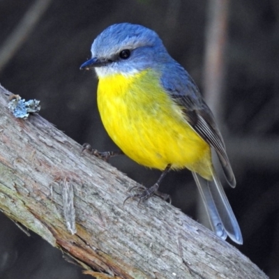 Eopsaltria australis (Eastern Yellow Robin) at ANBG - 19 Jul 2018 by RodDeb