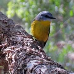 Eopsaltria australis at Acton, ACT - 19 Jul 2018