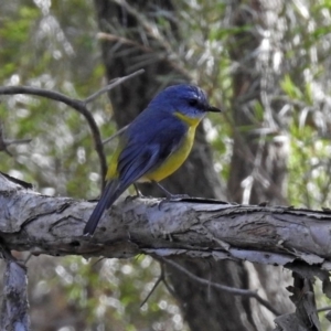 Eopsaltria australis at Acton, ACT - 19 Jul 2018