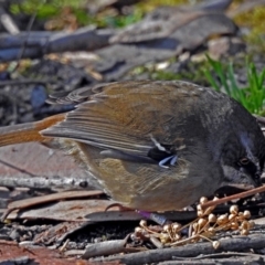 Sericornis frontalis (White-browed Scrubwren) at ANBG - 19 Jul 2018 by RodDeb