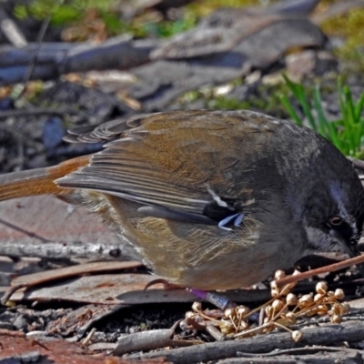 Sericornis frontalis (White-browed Scrubwren) at Acton, ACT - 19 Jul 2018 by RodDeb