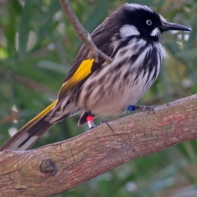 Phylidonyris novaehollandiae (New Holland Honeyeater) at Acton, ACT - 19 Jul 2018 by RodDeb