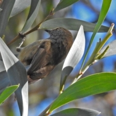 Acanthiza pusilla (Brown Thornbill) at Acton, ACT - 19 Jul 2018 by RodDeb