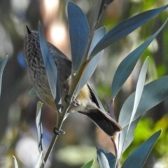 Acanthiza pusilla at Acton, ACT - 19 Jul 2018