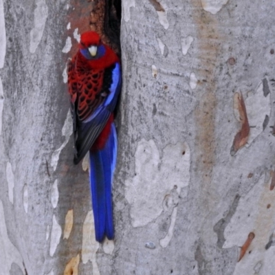 Platycercus elegans (Crimson Rosella) at Acton, ACT - 19 Jul 2018 by RodDeb