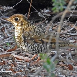 Zoothera lunulata at Acton, ACT - 19 Jul 2018