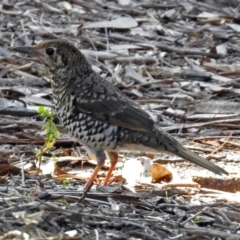 Zoothera lunulata at Acton, ACT - 19 Jul 2018 11:48 AM