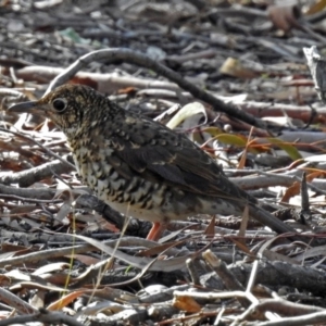 Zoothera lunulata at Acton, ACT - 19 Jul 2018 11:48 AM