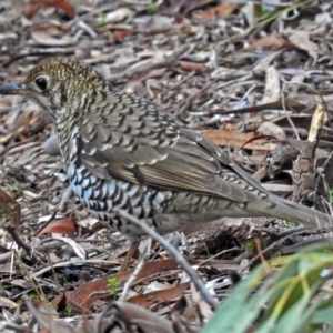 Zoothera lunulata at Acton, ACT - 19 Jul 2018