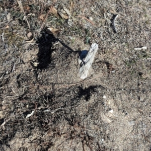 Papyrius nitidus at Symonston, ACT - suppressed