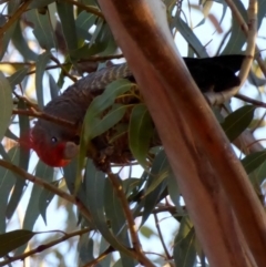 Callocephalon fimbriatum (Gang-gang Cockatoo) at Red Hill Nature Reserve - 9 Jul 2018 by JackyF