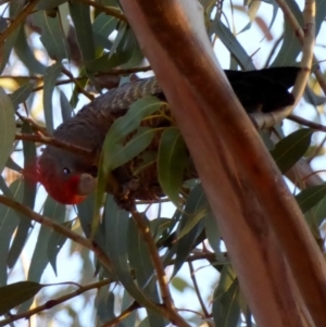 Callocephalon fimbriatum at Hughes, ACT - 9 Jul 2018