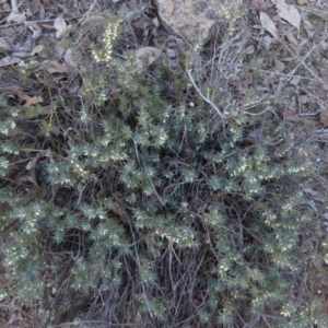 Melichrus urceolatus at Hughes, ACT - 19 Jul 2018 04:43 PM