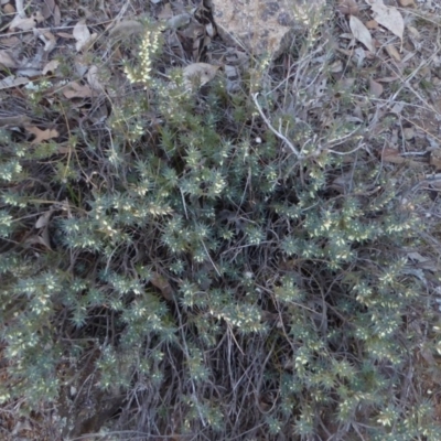 Melichrus urceolatus (Urn Heath) at Red Hill Nature Reserve - 19 Jul 2018 by JackyF