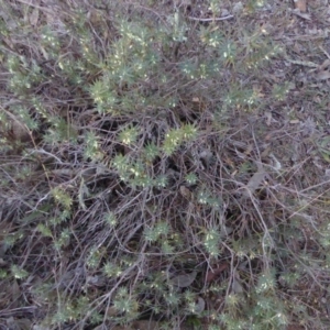 Melichrus urceolatus at Hughes, ACT - 19 Jul 2018