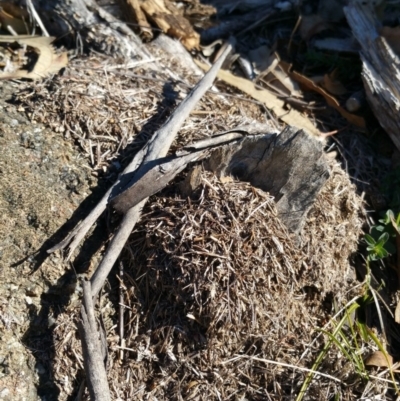 Papyrius nitidus (Shining Coconut Ant) at Symonston, ACT - 18 Jul 2018 by nathkay