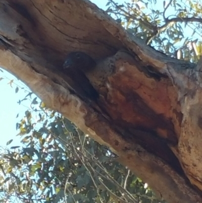Chenonetta jubata (Australian Wood Duck) at Callum Brae - 17 Jul 2018 by nath_kay