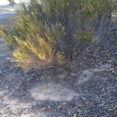 Cassinia sifton (Sifton Bush, Chinese Shrub) at Torrens, ACT - 19 Jul 2018 by nathkay