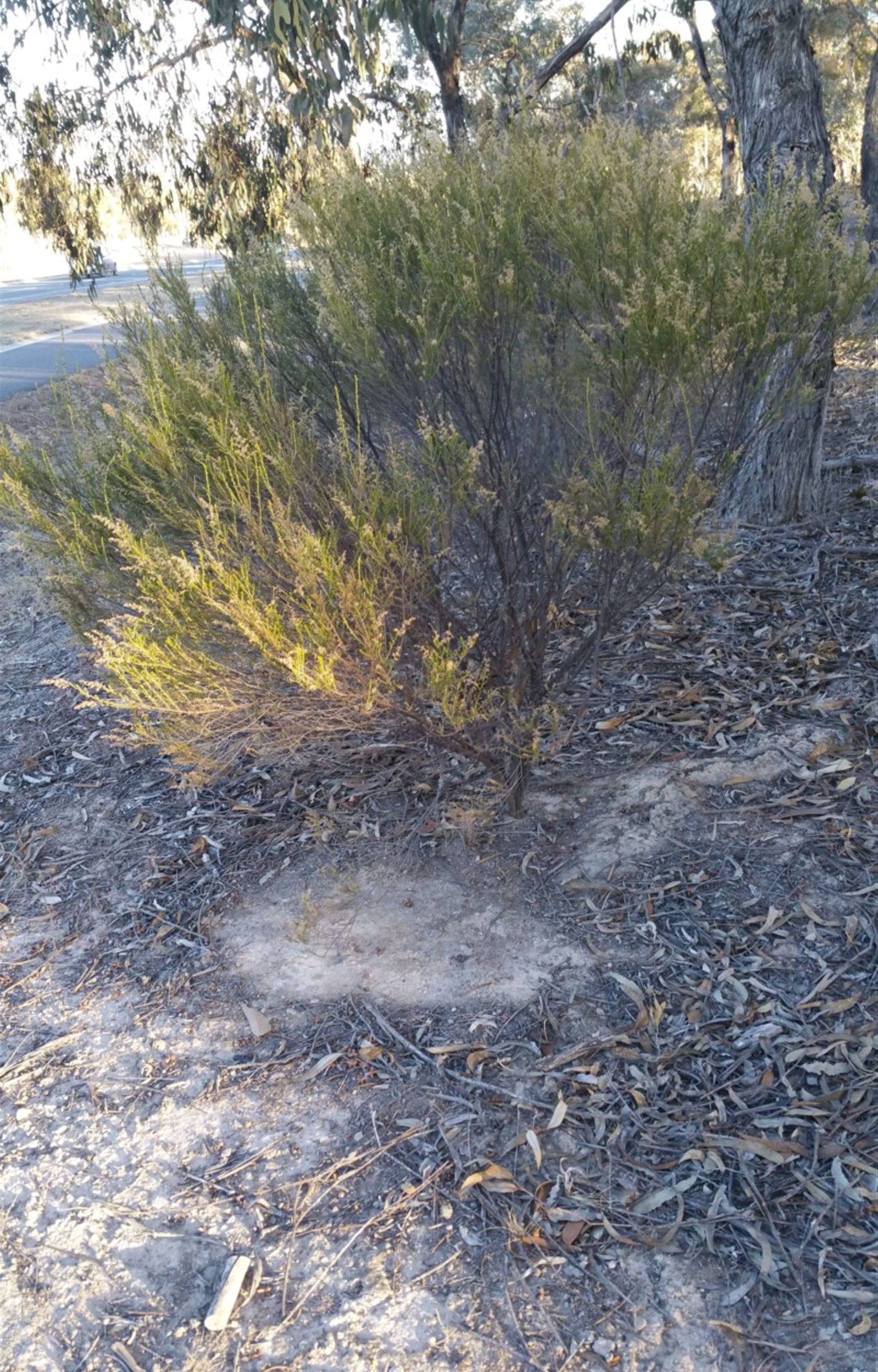 Cassinia sifton at Torrens, ACT Canberra Nature Map