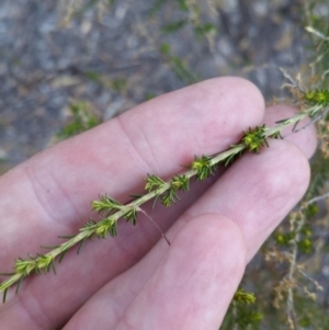 Cassinia sifton at Torrens, ACT - 19 Jul 2018 04:14 PM