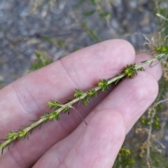 Cassinia sifton at Torrens, ACT - 19 Jul 2018