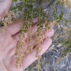 Cassinia sifton at Torrens, ACT - 19 Jul 2018 04:14 PM