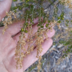 Cassinia sifton at Torrens, ACT - 19 Jul 2018