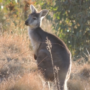 Osphranter robustus robustus at Tennent, ACT - 4 Jul 2018