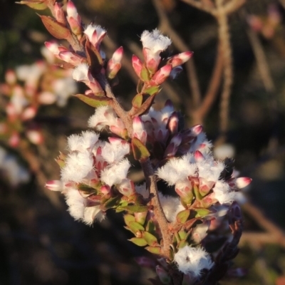 Leucopogon attenuatus (Small-leaved Beard Heath) at Bonython, ACT - 17 Jul 2018 by michaelb