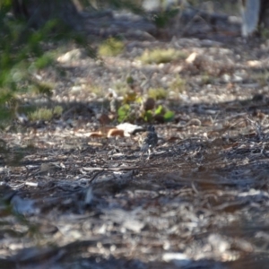 Cinclosoma punctatum at Wamboin, NSW - 5 Apr 2018 12:13 PM