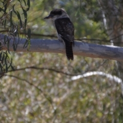 Dacelo novaeguineae (Laughing Kookaburra) at QPRC LGA - 5 Apr 2018 by natureguy