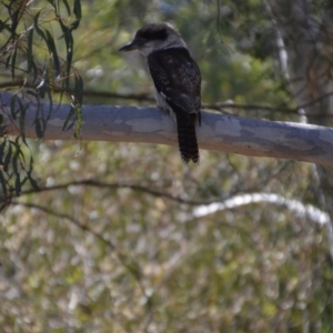 Dacelo novaeguineae at Wamboin, NSW - 5 Apr 2018 05:19 PM