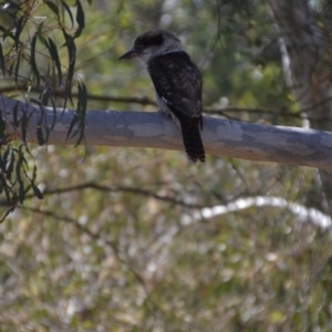 Dacelo novaeguineae at Wamboin, NSW - 5 Apr 2018 05:19 PM