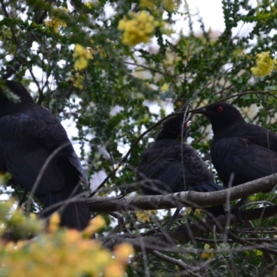 Corcorax melanorhamphos (White-winged Chough) at Wamboin, NSW - 28 Oct 2016 by natureguy