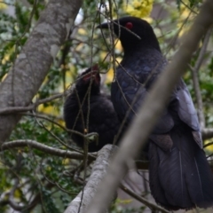 Corcorax melanorhamphos at Wamboin, NSW - 28 Oct 2016