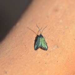 Pollanisus viridipulverulenta (Satin-green Forester) at QPRC LGA - 6 Apr 2018 by natureguy