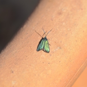 Pollanisus viridipulverulenta at Wamboin, NSW - 6 Apr 2018 03:28 PM