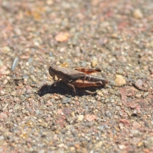 Phaulacridium vittatum at Wamboin, NSW - 6 Apr 2018 03:29 PM