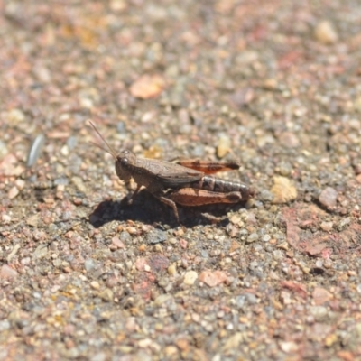Phaulacridium vittatum (Wingless Grasshopper) at QPRC LGA - 6 Apr 2018 by natureguy