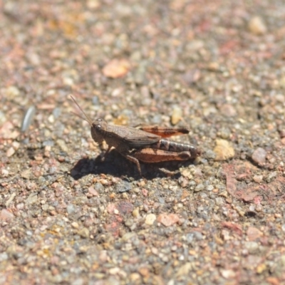 Phaulacridium vittatum (Wingless Grasshopper) at Wamboin, NSW - 6 Apr 2018 by natureguy