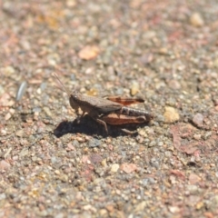 Phaulacridium vittatum (Wingless Grasshopper) at Wamboin, NSW - 6 Apr 2018 by natureguy