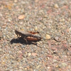 Phaulacridium vittatum at Wamboin, NSW - 6 Apr 2018