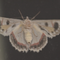 Crypsiphona ocultaria (Red-lined Looper Moth) at QPRC LGA - 8 Apr 2018 by natureguy
